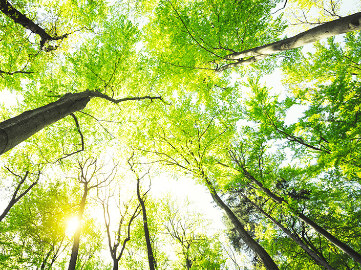 Environment